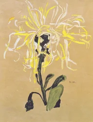 Yellow Chrysanthemum